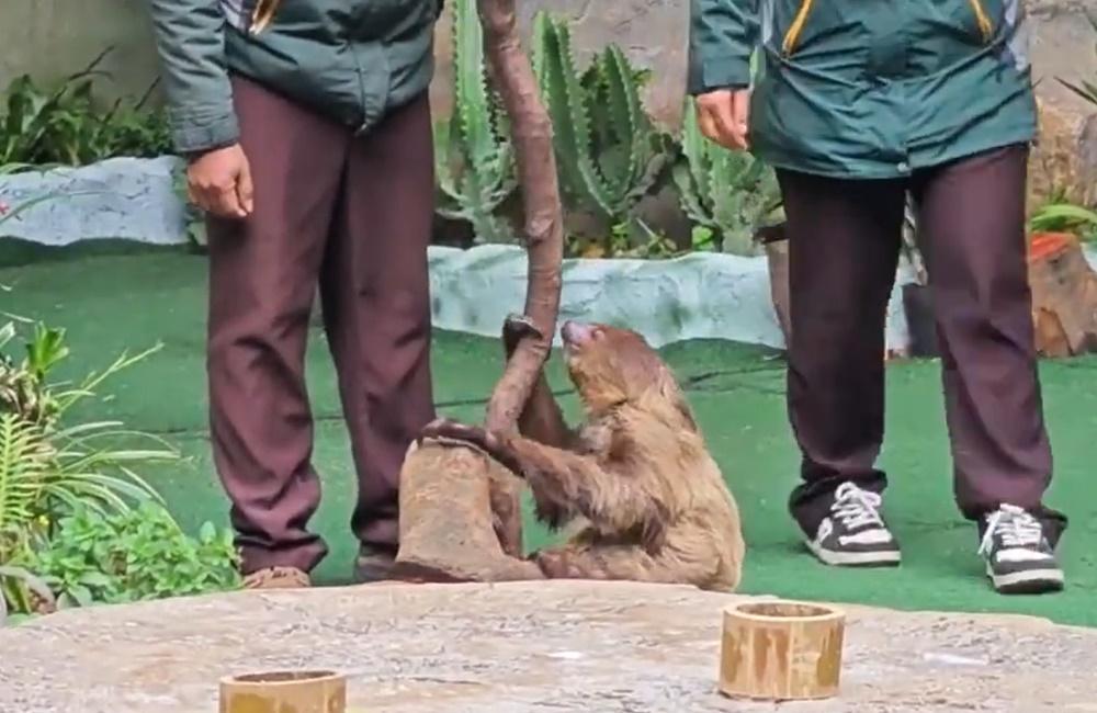 職員把樹枝放在樹懶面前,牠就有默契地伸手ㄧ攀,自動搭上「專車」準備回窩。(微博)
