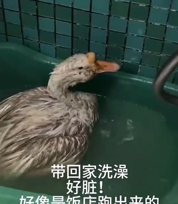 女子將大白鵝帶回家洗澡,盡量除去牠身上的油污。(微博)