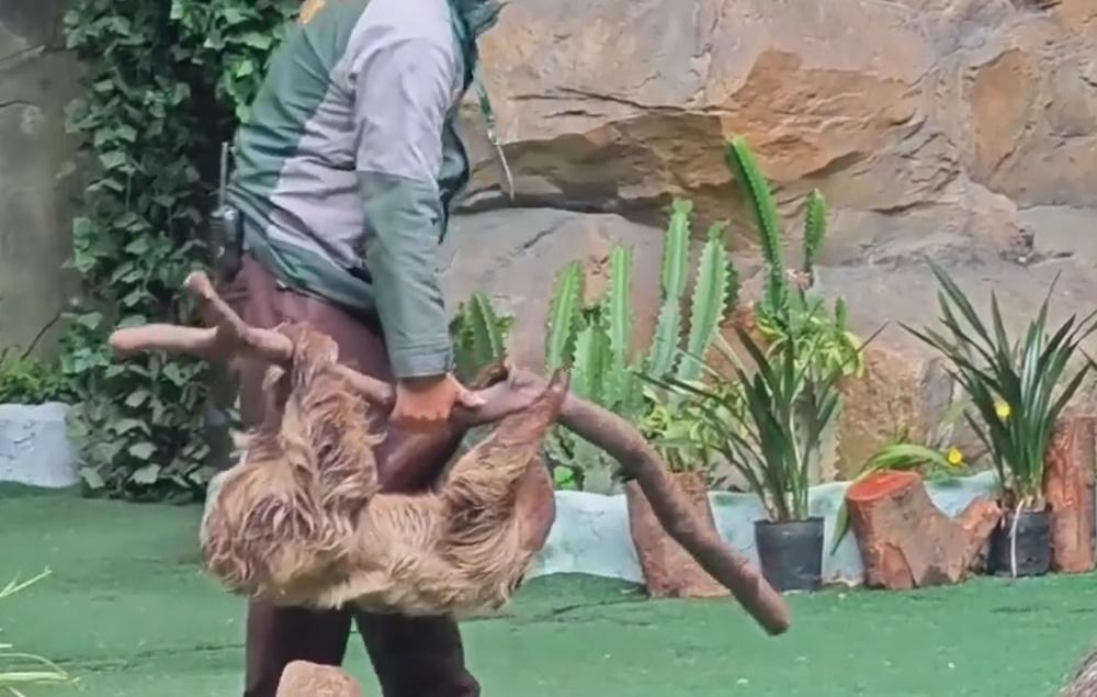 職員把樹枝放在樹懶面前,牠就有默契地伸手ㄧ攀,自動搭上「專車」準備回窩。(微博)