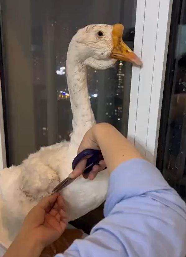 女子將大白鵝帶回家洗澡,盡量除去牠身上的油污。(微博)