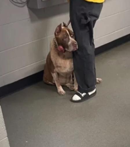 18歲老狗瑟縮主人腳邊,被安樂死前遇貴人,一年後迎來19歲生日。