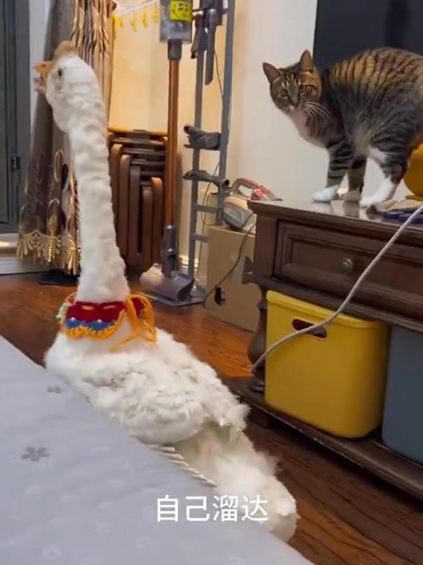 轉眼大白鵝就回復白雪雪,還在屋裡晃來晃去,似在探索,就連家中的貓咪也對牠感到好奇。(微博)