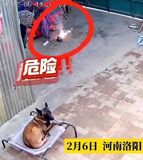 狗狗向屋內看去,並沒有人注意到事故。(微博)