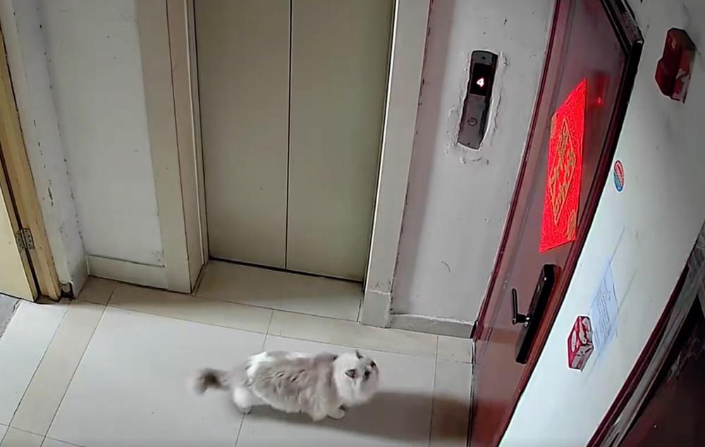 貓咪一開始嚐到自由滋味,在樓梯悠哉散步。(微博)