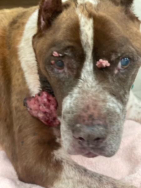 當時Seymour臉上長有大塊腫瘤,因為感染及壞死散發出可怕的氣味,還有許多的跳蚤。