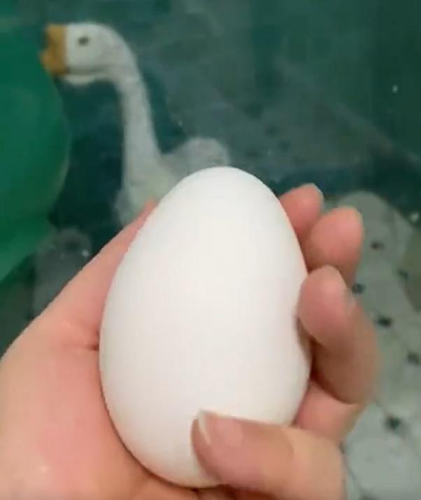 翌日卻發現這隻大鵝竟然連夜「嚇」出一隻蛋。(微博)
