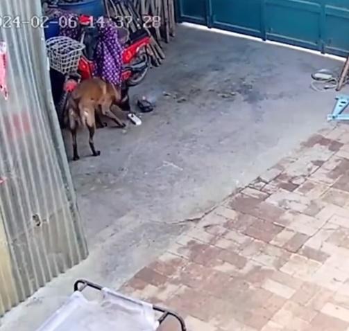 眼見火要燒起來,狗狗立刻衝上去,試著要扯甩電線。(微博)