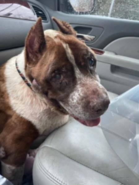 Chrissy認為每隻狗狗在離開之前,應該要享受到滿滿的愛。