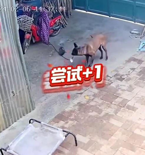 狗狗一而再、再而三地咬起電線去甩,直至把電扯斷。(微博)