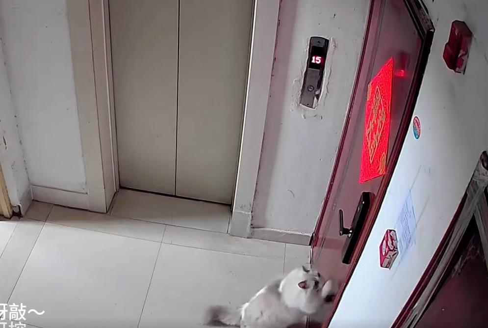 再過1小時,貓咪愈來愈不安,開始慌張地又抓門又抓地,但飼主似乎仍在熟睡。(微博)