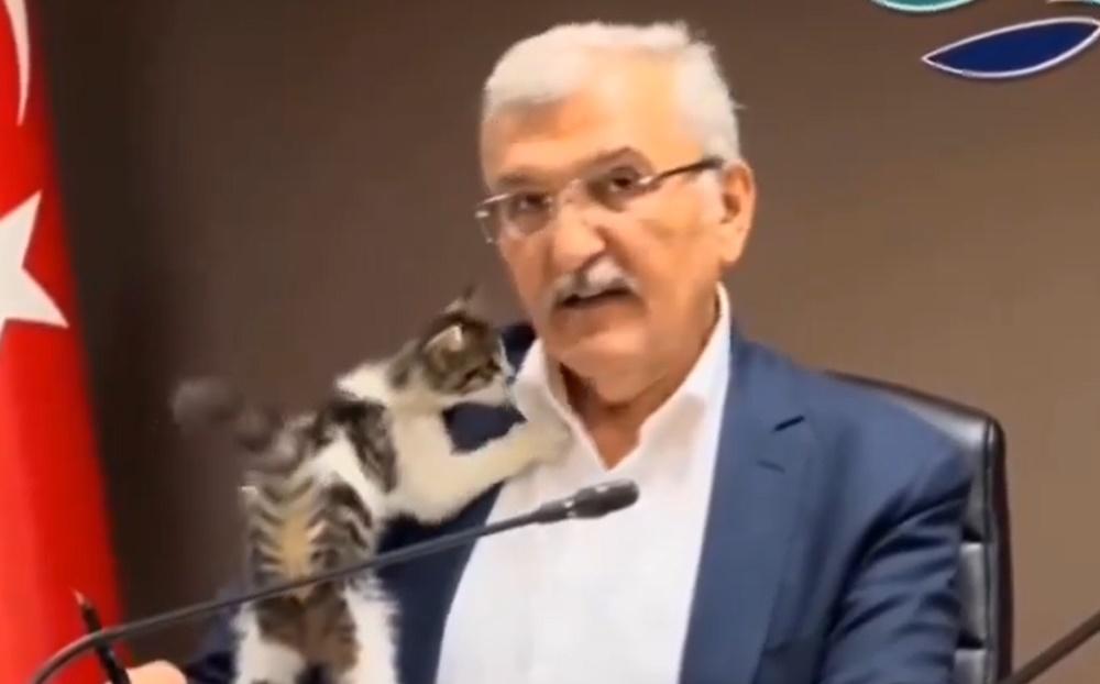 小貓一下子鑽到他的臂彎裡,一下子又想要往他臉上親親,甚至直接爬到他的肩膀上靠近其項頸邊磨蹭。(X)