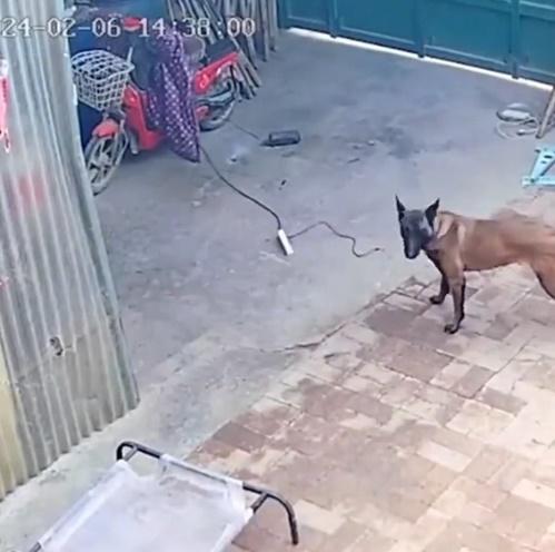 狗狗一而再、再而三地咬起電線去甩,直至把電扯斷。(微博)