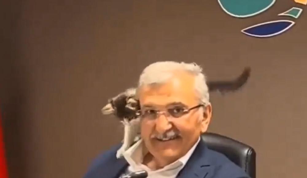 小貓一下子鑽到他的臂彎裡,一下子又想要往他臉上親親,甚至直接爬到他的肩膀上靠近其項頸邊磨蹭。(X)