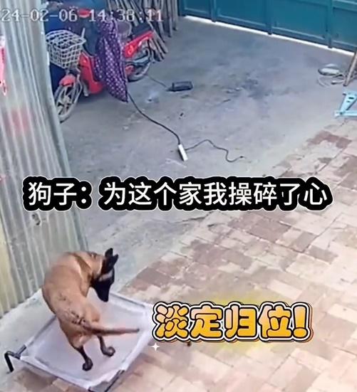 之後若無其事般,返回牠的床繼續休息。(微博)