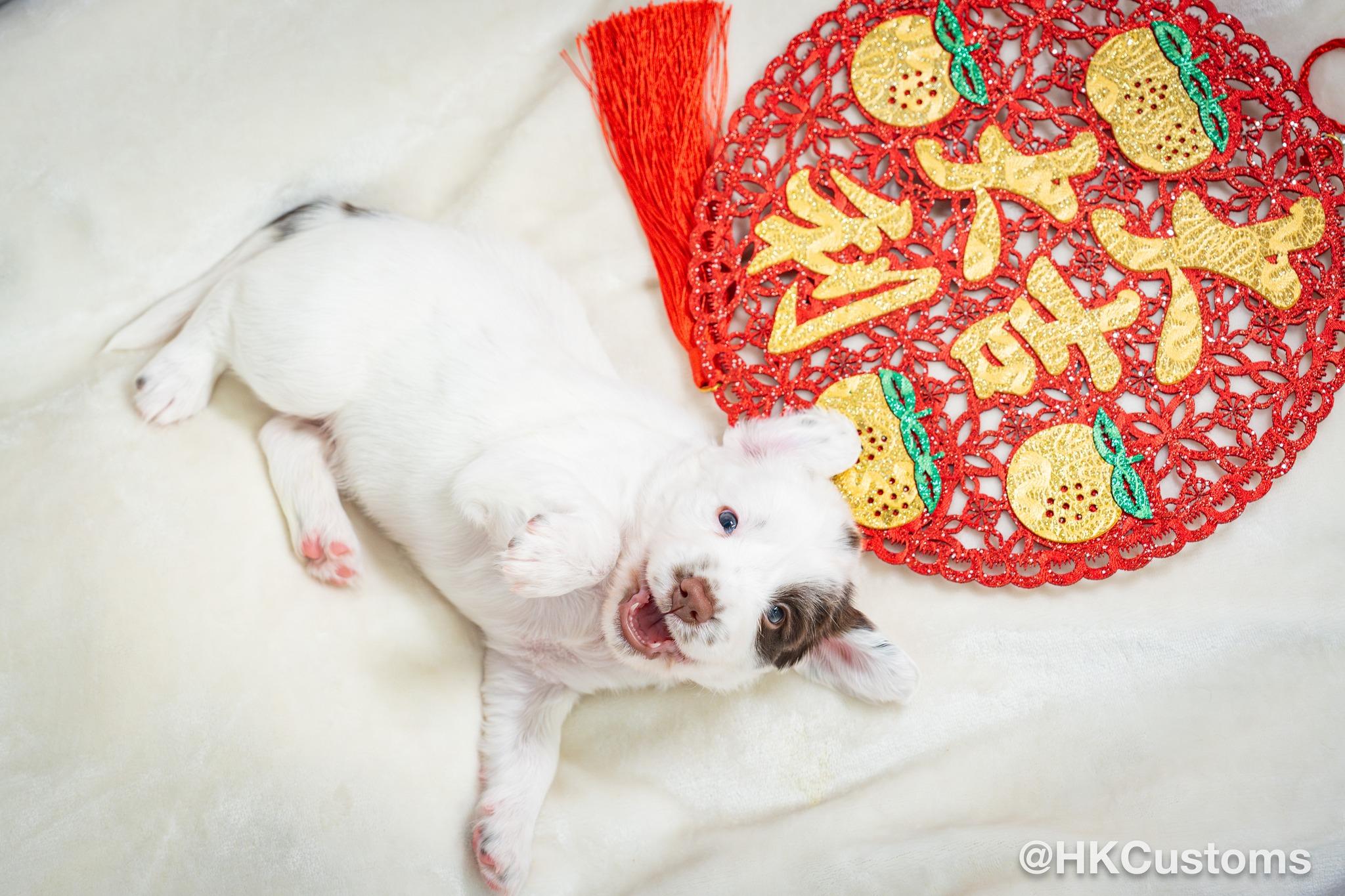 8隻狗B名字首英文字會組成「PIONEERS」。(FB)