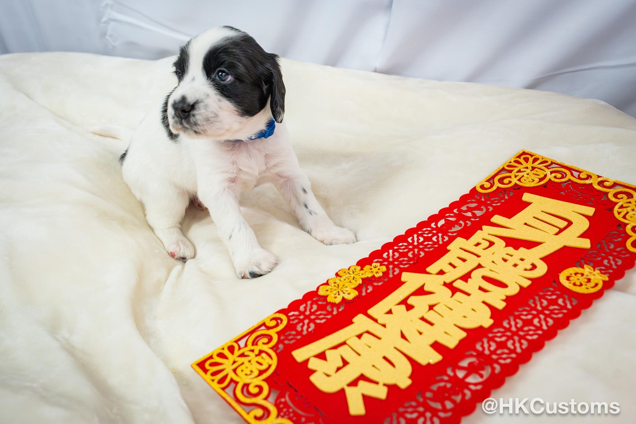 8隻狗B名字首英文字會組成「PIONEERS」。(FB)