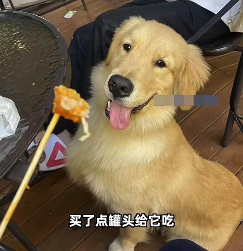 林女士說,會用獎券錢給狗狗買罐罐等加餸。(微博)