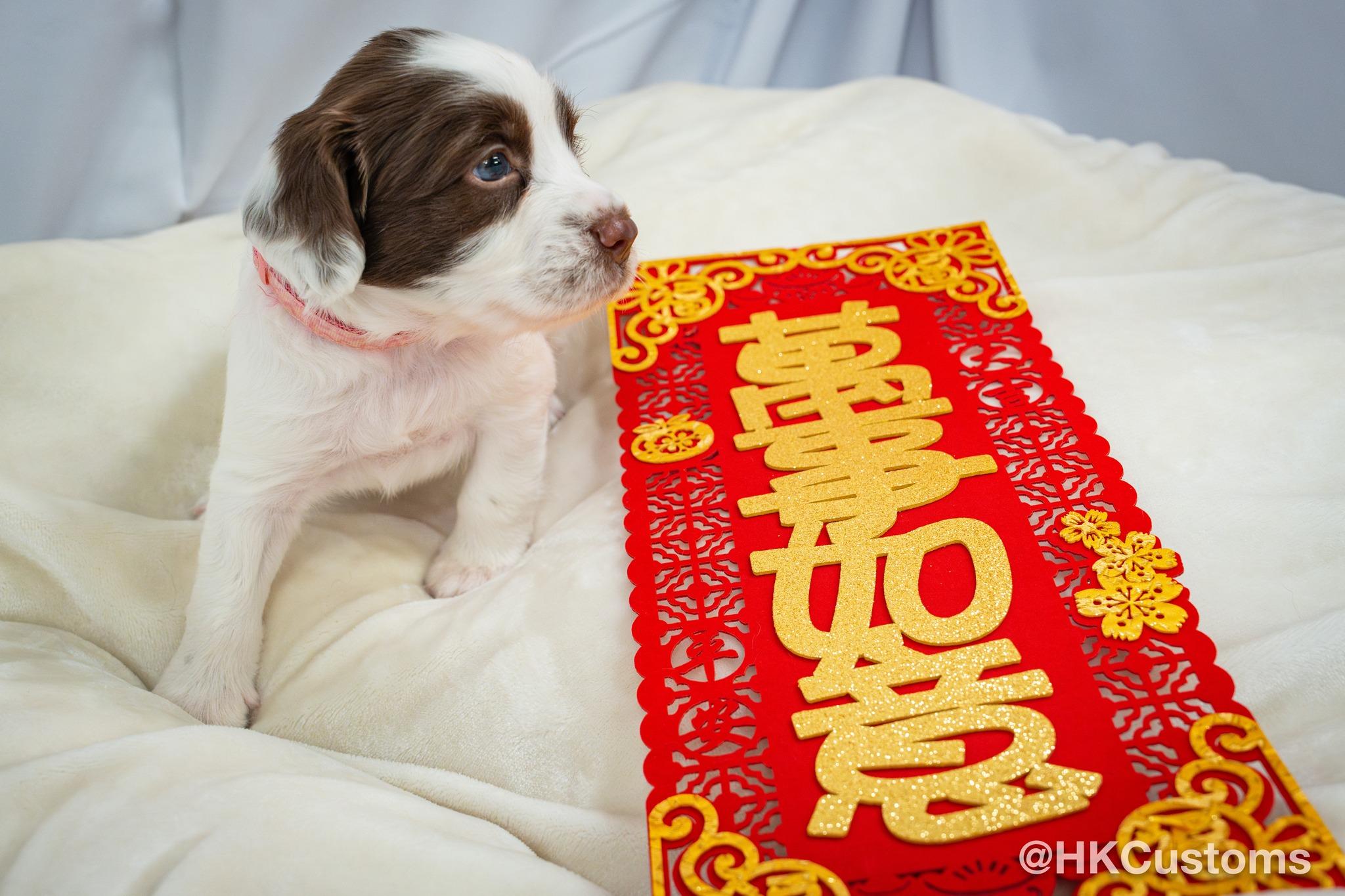 8隻狗B名字首英文字會組成「PIONEERS」。(FB)