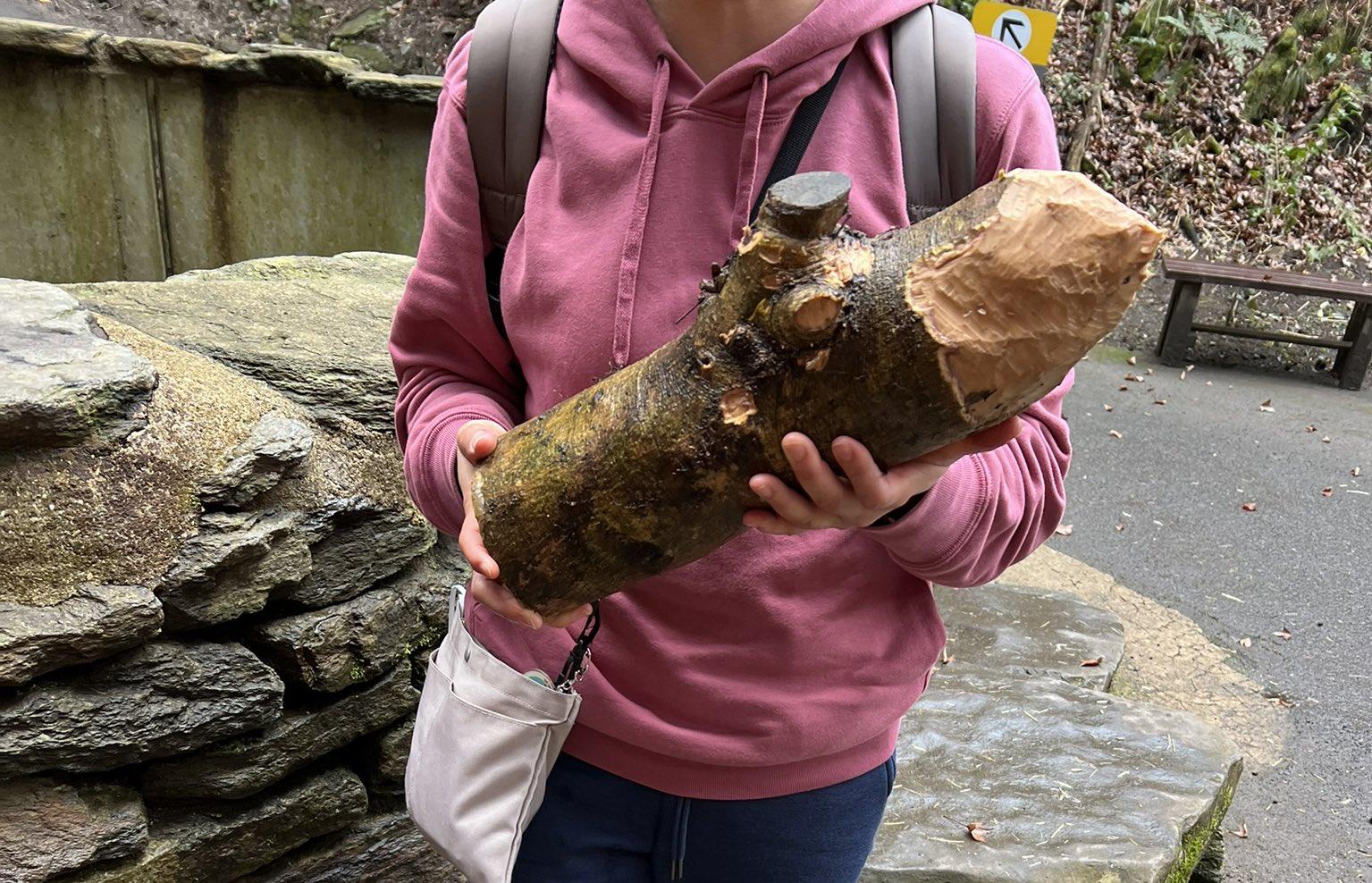 職員發現,每一顆木頭都被咬得各有「風格」,形態非常獨特。(X)