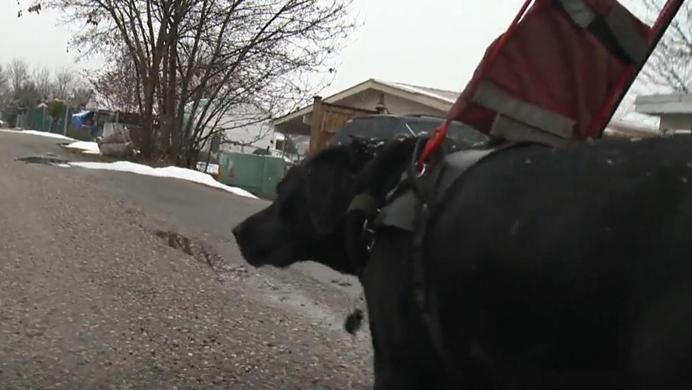 Dodger帶著Roland走了幾公里,估計大概走了3個街區,成功將他帶回家。(Global News)