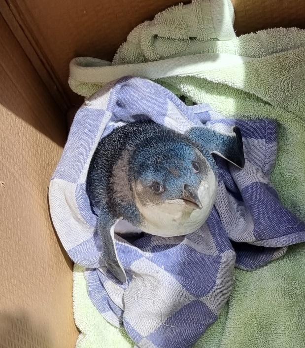 「小藍企鵝」(Kororā Blue Penguin)誤闖跑道。(IG)