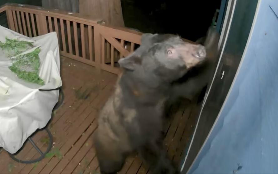 熊站在欄杆上面伸出手想闖入住宅,但一番努力卻未能成功。(FB)