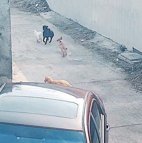 6隻狗狗都跟在小黑狗身後出發。(微博)