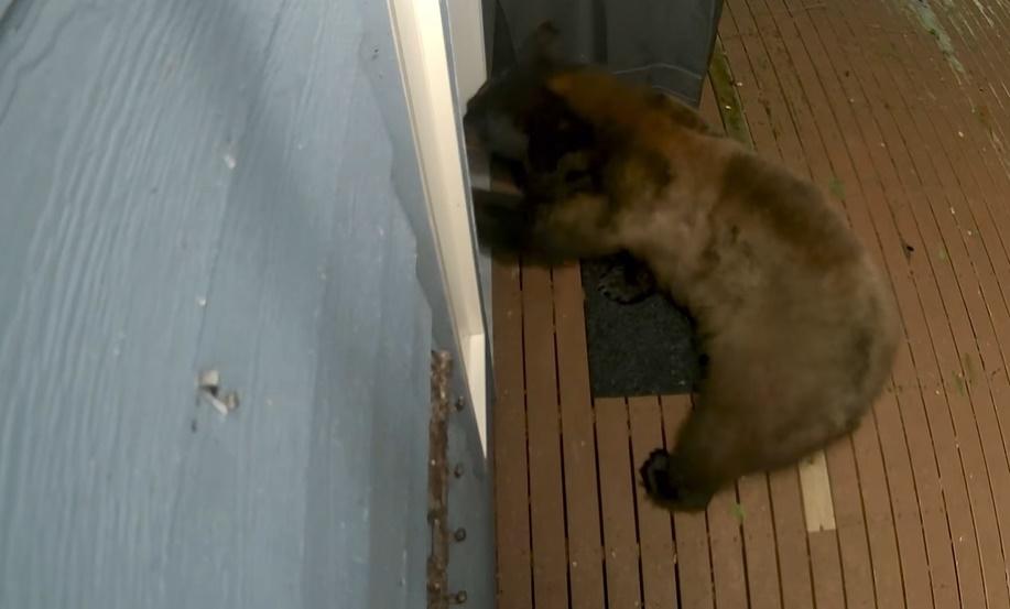 熊將焦點轉移到小小的狗狗專用的小通道,更多次發力用爪嘗試把小通道打破。(FB)