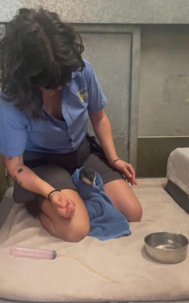 園方待小企鵝長出防水羽毛後將野放。(IG)