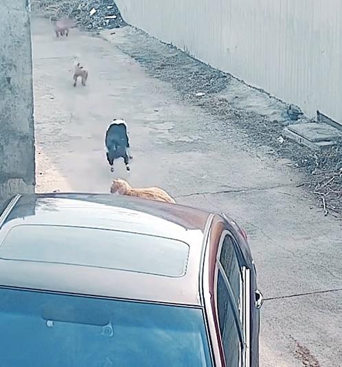 6隻狗狗都跟在小黑狗身後出發。(微博)