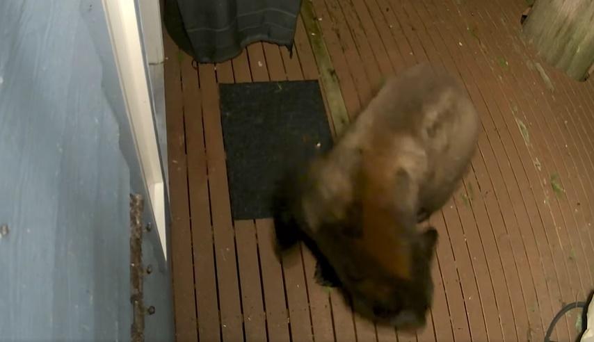 棕熊試了幾次破門不果,便選擇放棄,轉身離開。(FB)