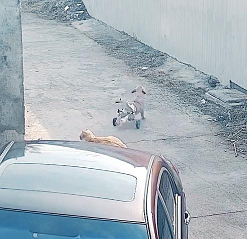 就連其中一隻殘疾的狗狗拖著輪椅都要跟出門,看得男子呆在當場。(微博)