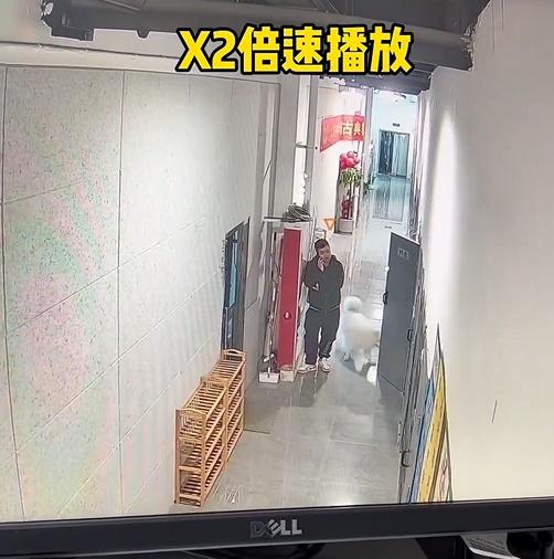 日前大白逛街走到一間密室逃脫遊戲店門口,見大門半掩就偷溜進去。(微博)