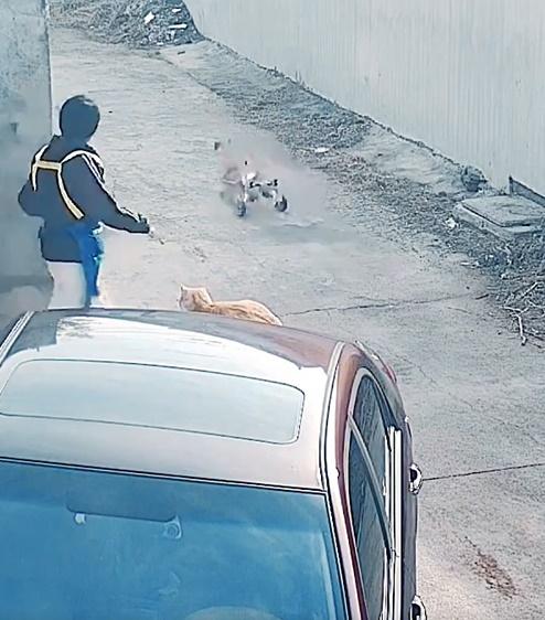 就連其中一隻殘疾的狗狗拖著輪椅都要跟出門,看得男子呆在當場。(微博)