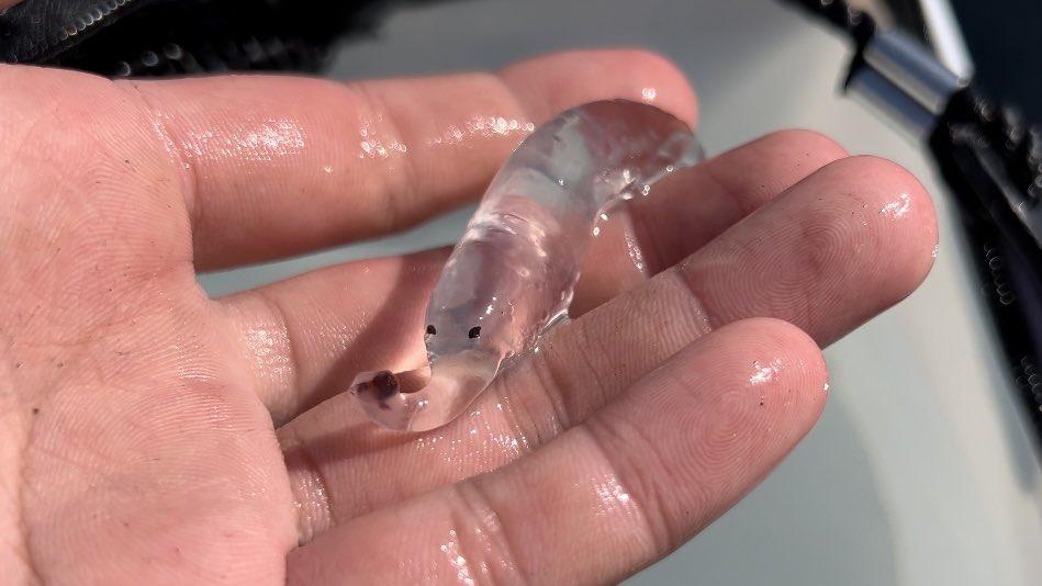 全身幾乎透明可以看到內部器官,上半身有兩個像眼睛的黑點,還有個如同大象鼻子般的前端。(X)