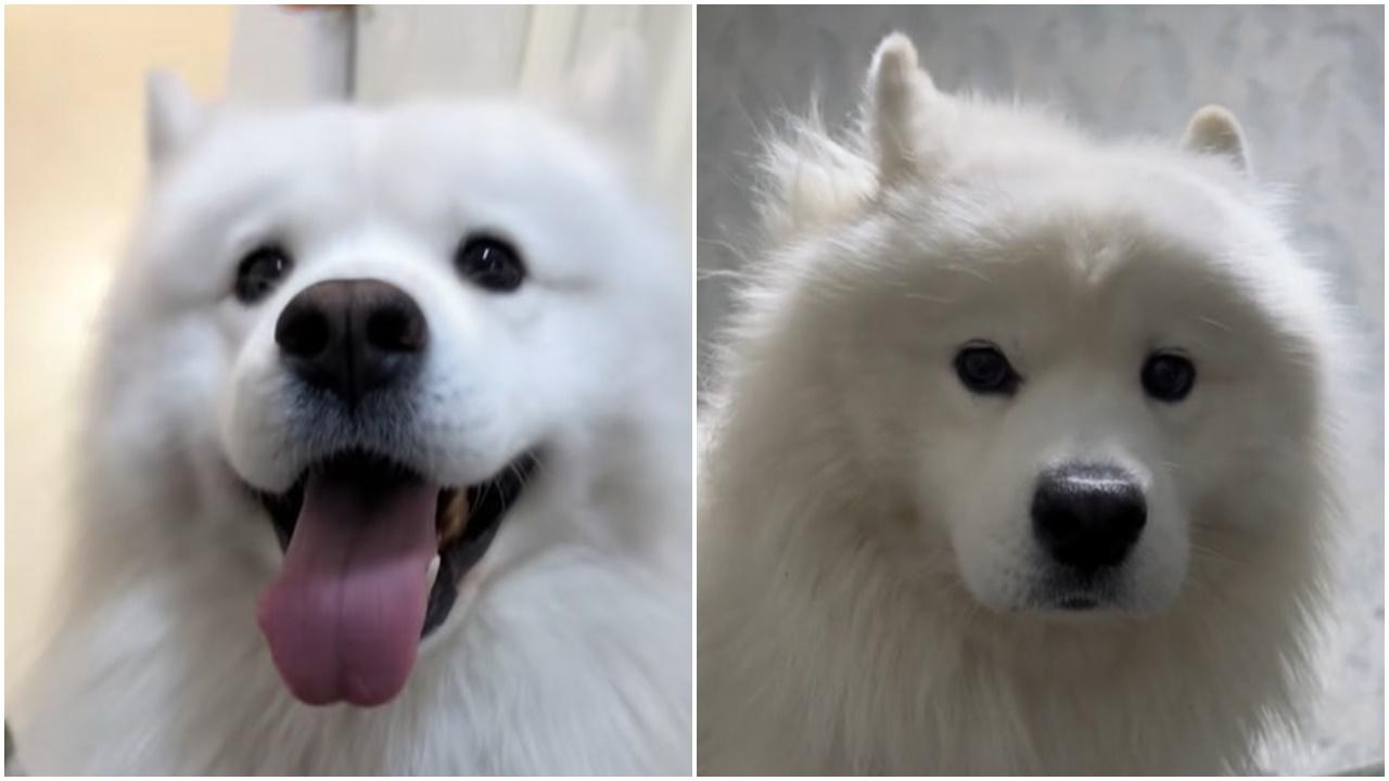 小紅書用戶「天上掉下個大白醬」愛寵西摩犬「大白」。(微博)