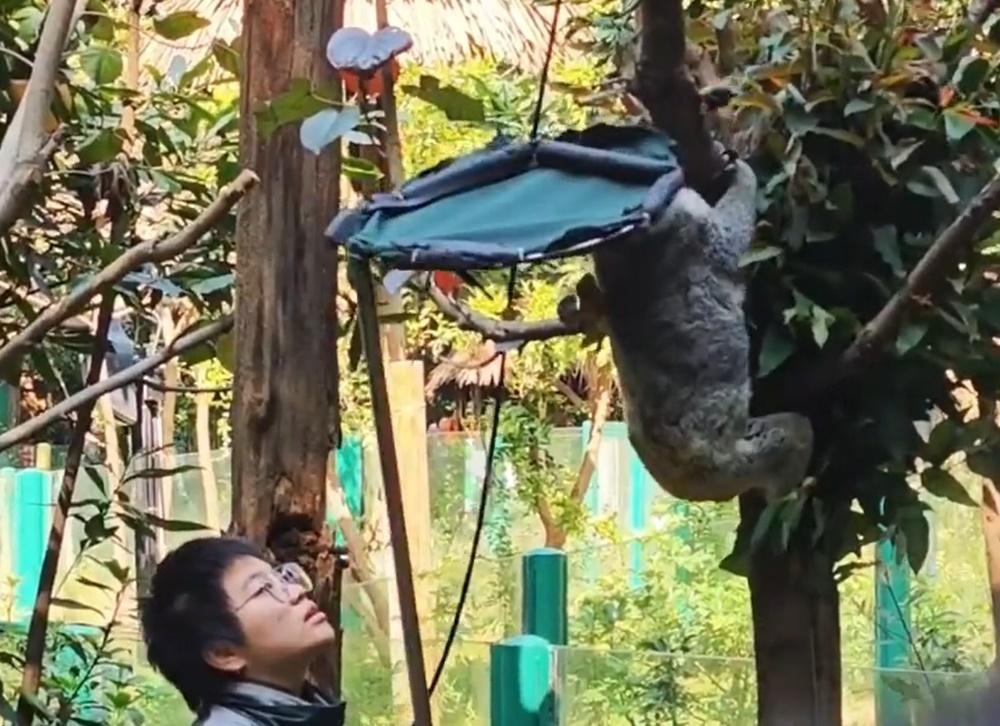 待樹熊慢慢從樹上爬下來後,人員便把牠抱在懷中。(微博)