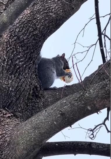 抬頭一看,竟然有一隻松鼠正雙手捧著紙包蛋糕正開懷大吃。(IG)