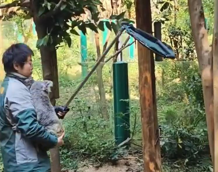 待樹熊慢慢從樹上爬下來後,人員便把牠抱在懷中。(微博)