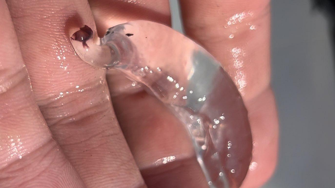 全身幾乎透明可以看到內部器官,上半身有兩個像眼睛的黑點,還有個如同大象鼻子般的前端。(X)