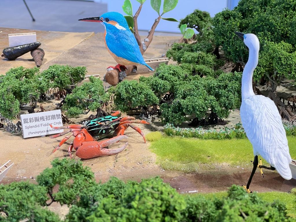 紅樹林生態系統模型