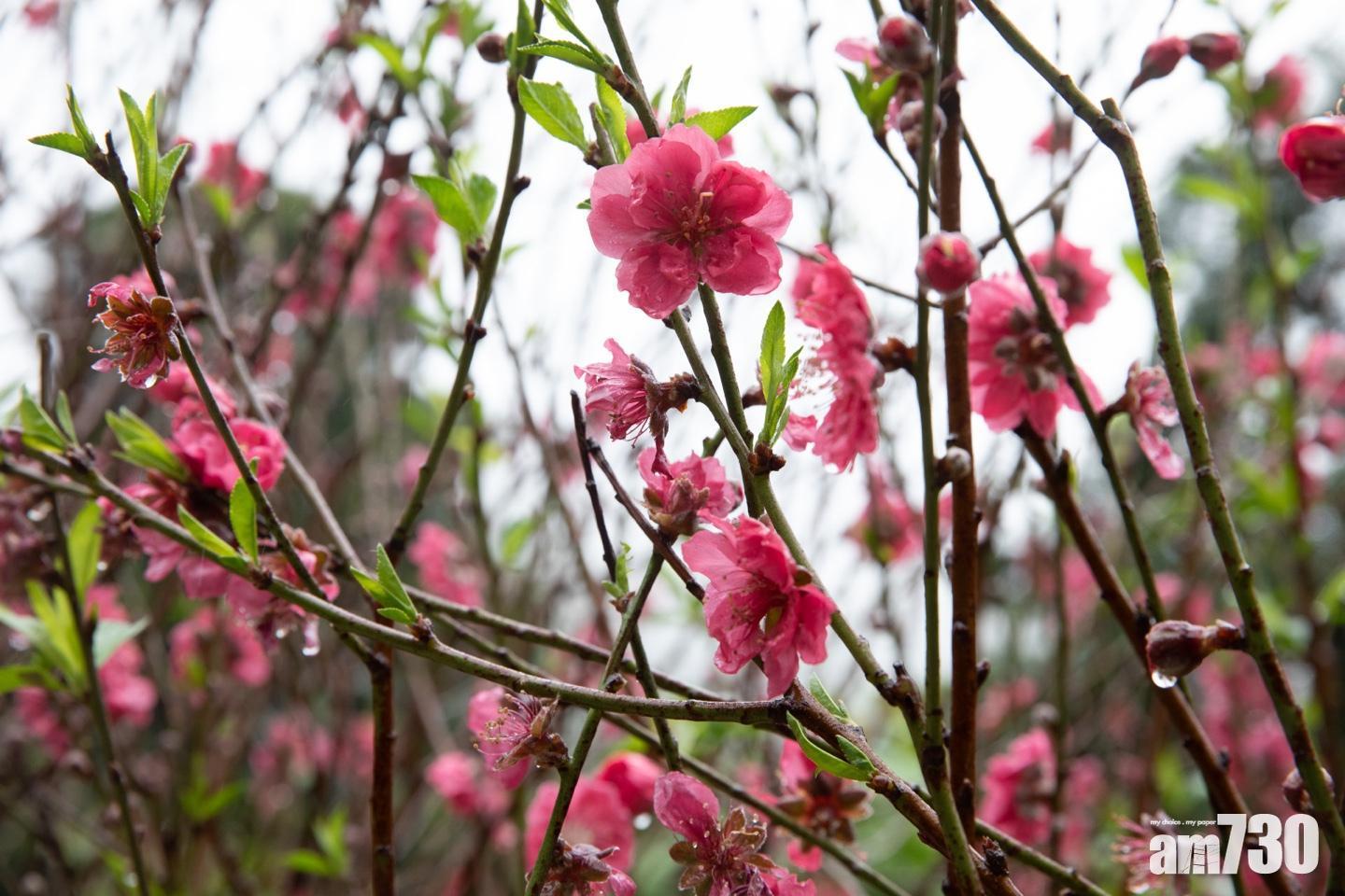 環保署 桃花回收