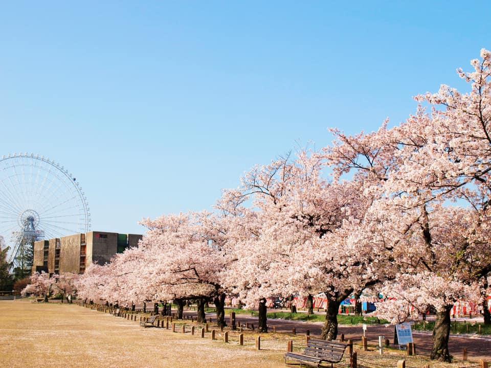 大阪萬博公園櫻花祭