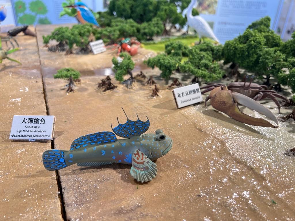 紅樹林生態系統模型