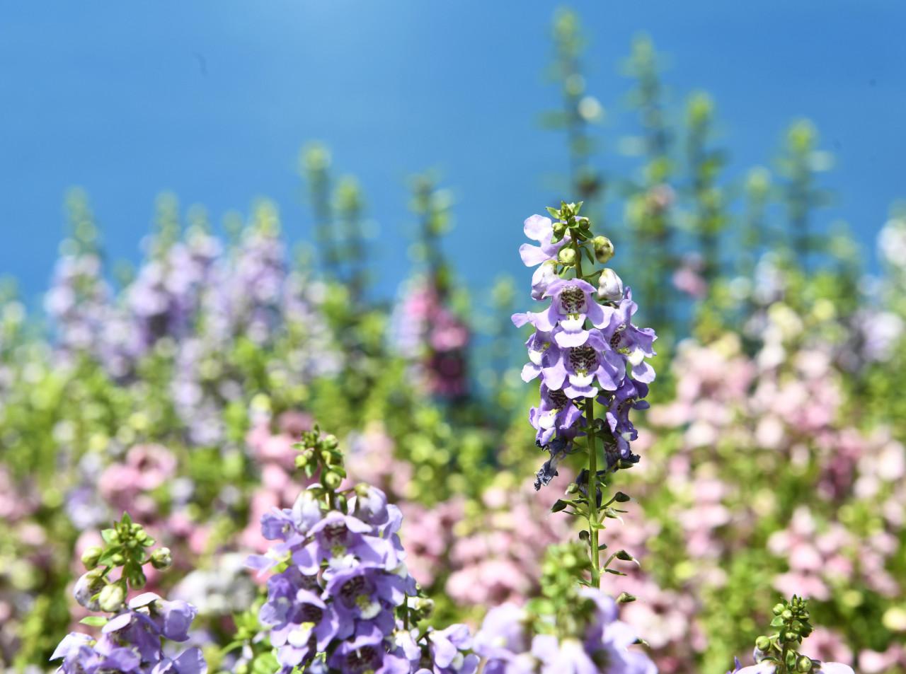 香港花卉展覽2024以「香彩雀」,亦即天使花,作為展覽主題花。