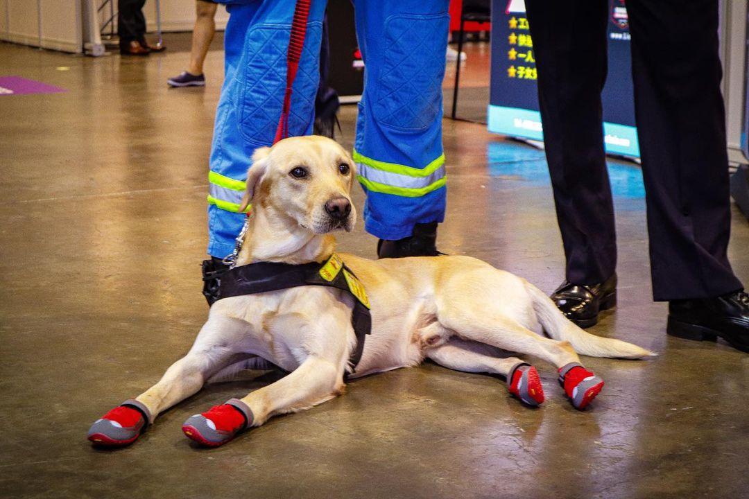 消防局開放|黃竹坑遊樂場防災應急教育城 睇直升機演練及步操表演