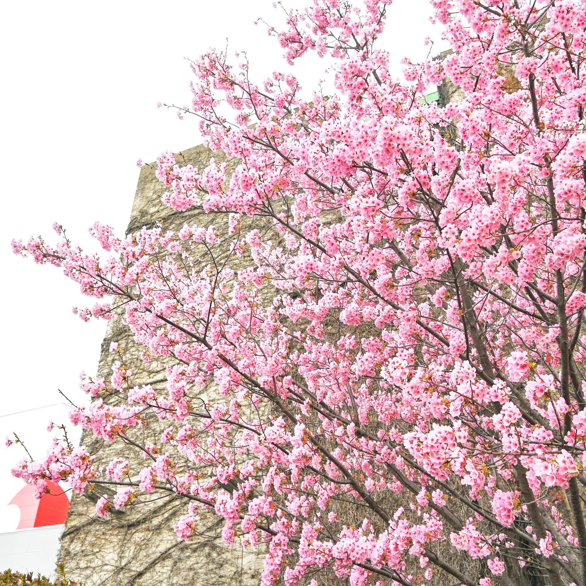 大阪萬博公園櫻花祭