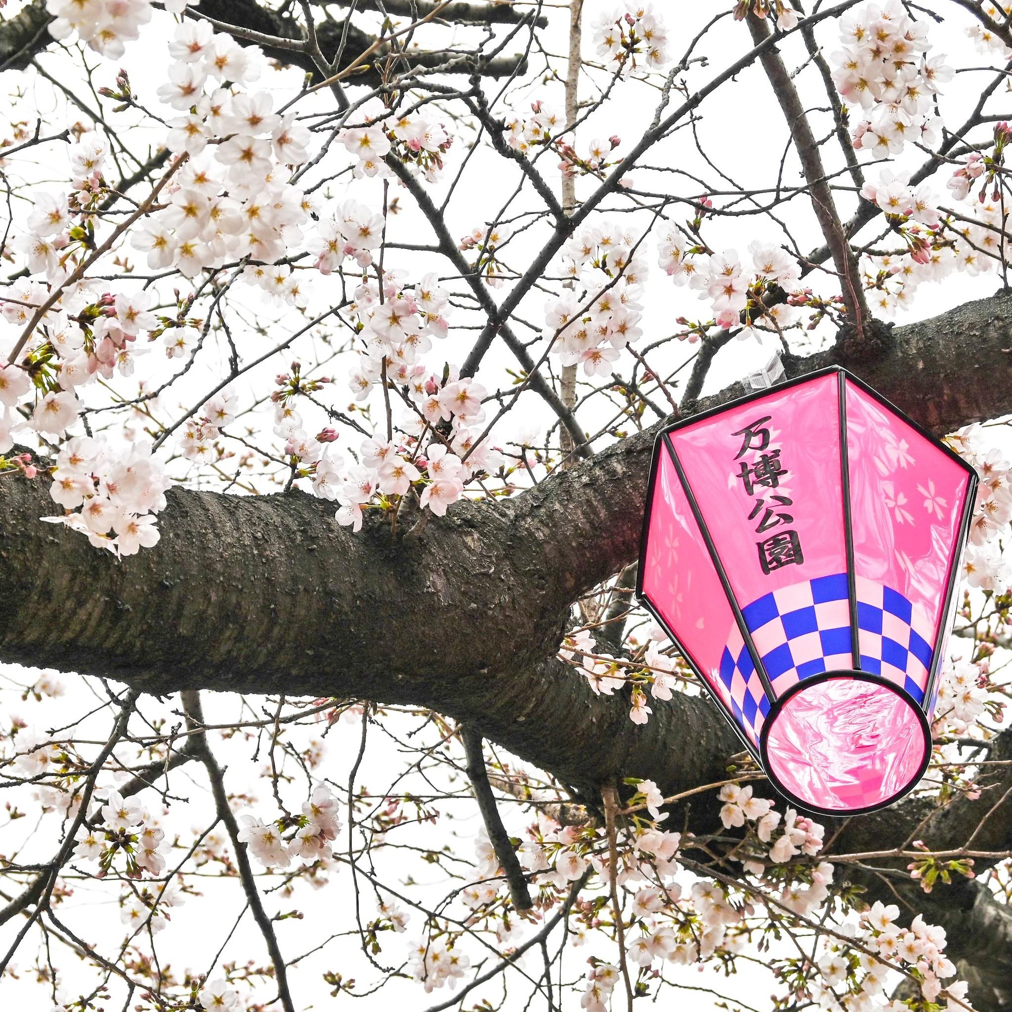 大阪萬博公園櫻花祭