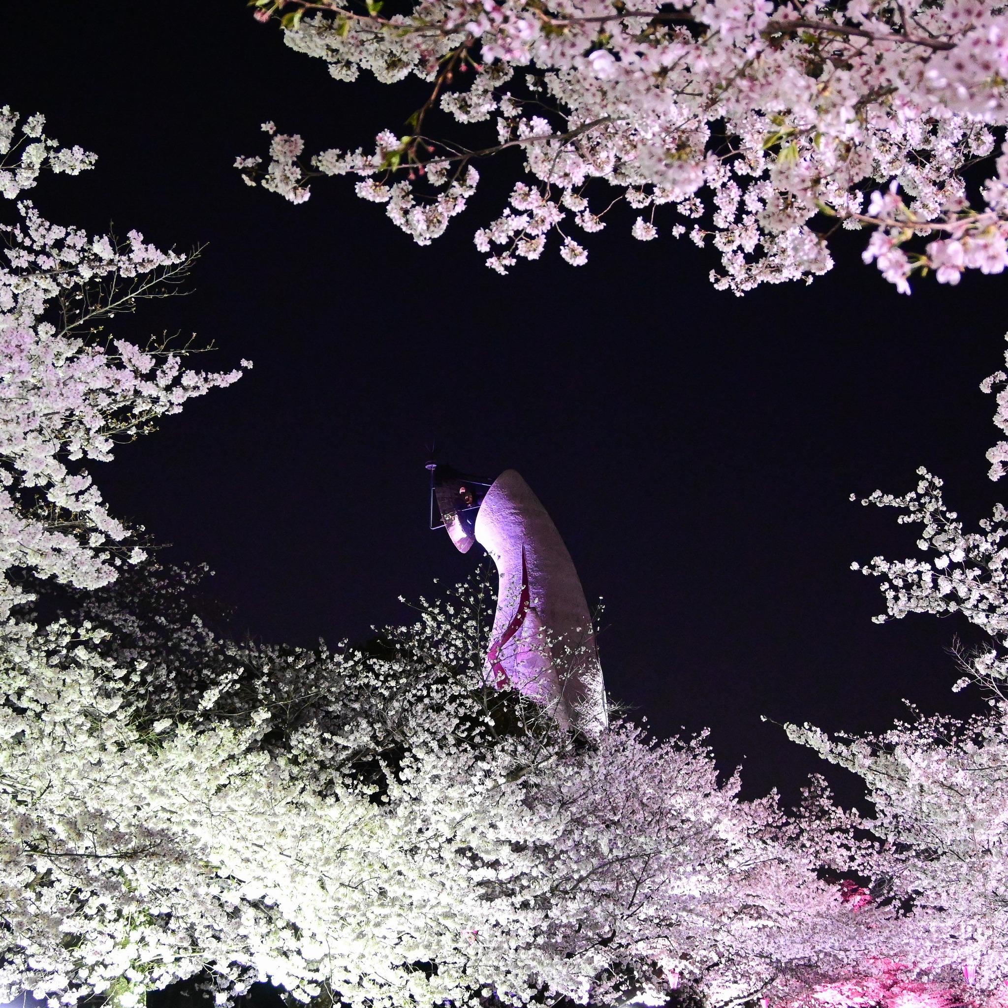 大阪萬博公園櫻花祭