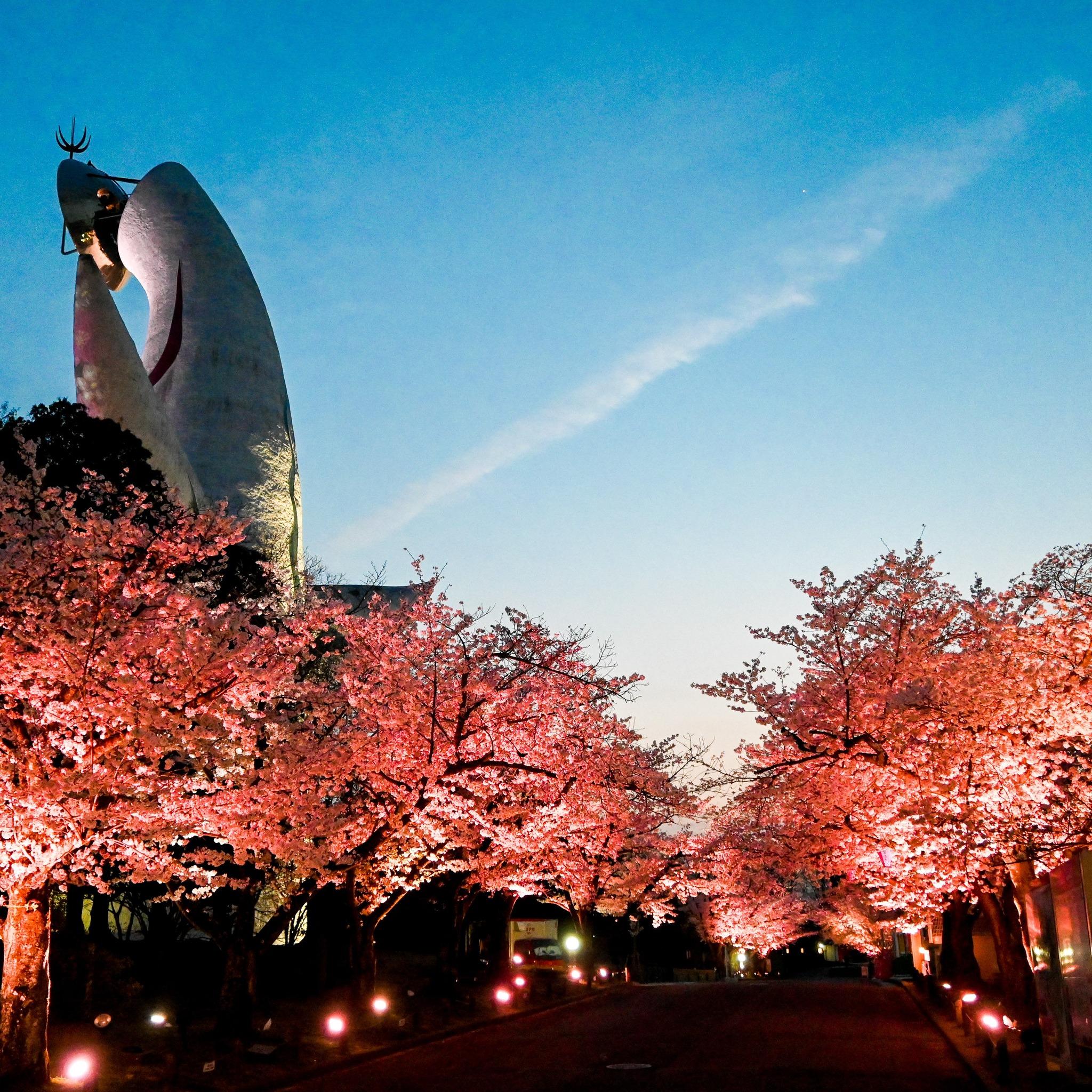 大阪萬博公園櫻花祭